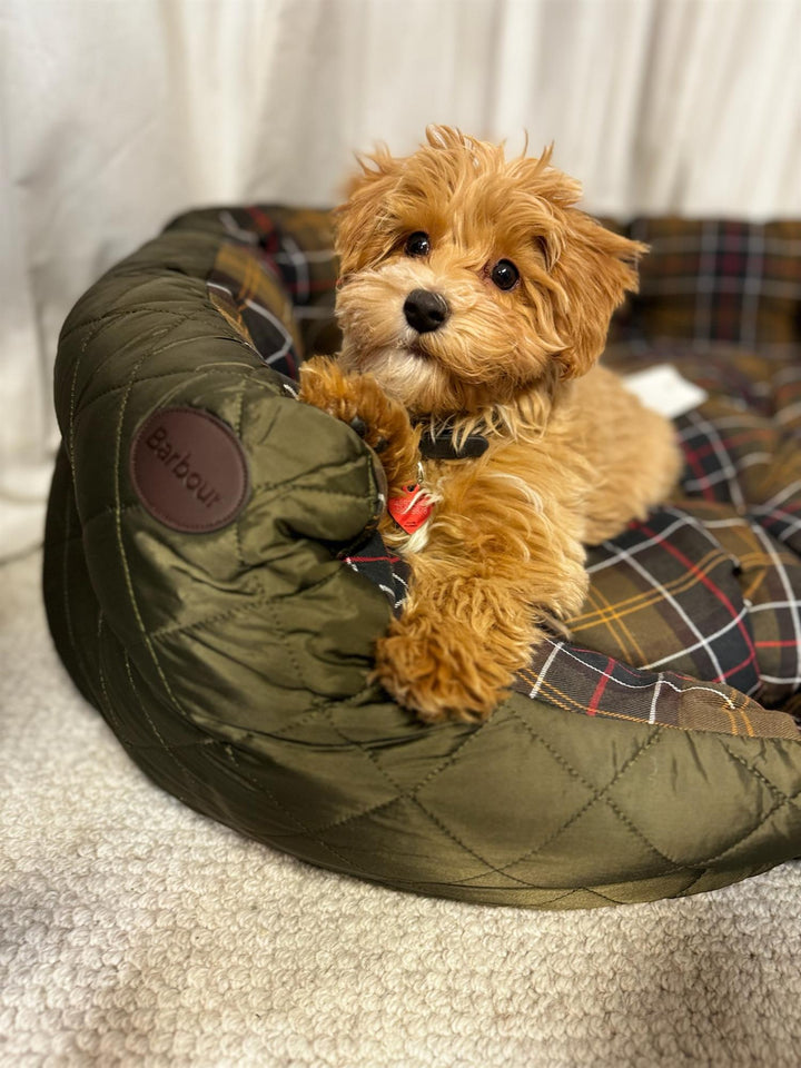 Quilted dog bed 35