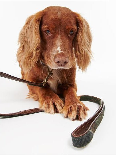 Tartan Dog Lead