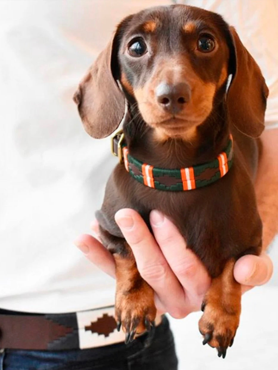 Pampa dog collar