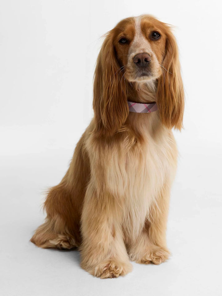 Tartan Printed Dog Collar