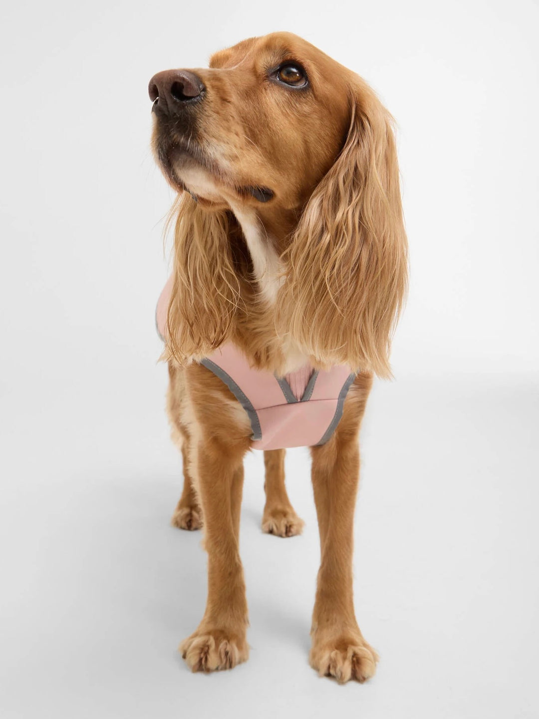 Evie Waterproof Dog Coat