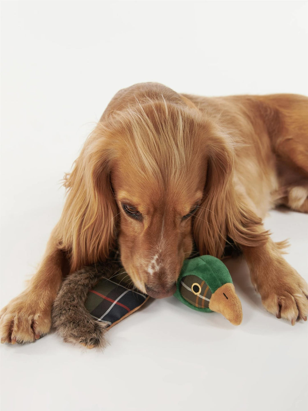 Pheasant Dog Toy