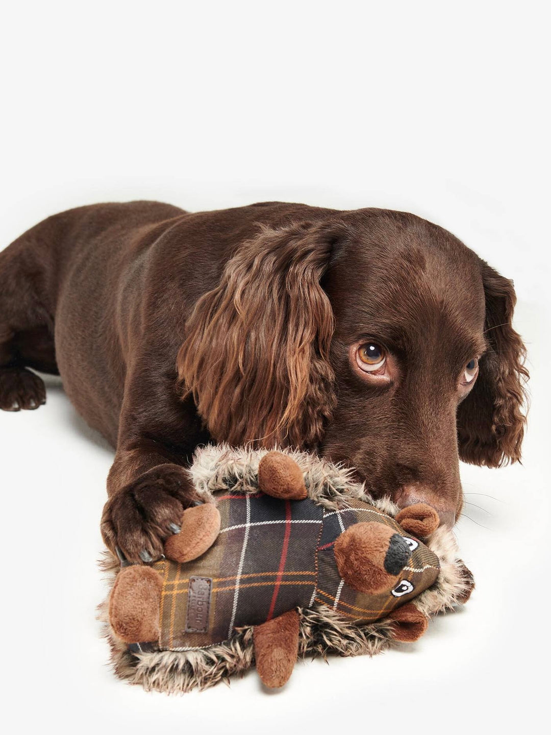 Barbour Hedgehog Toy